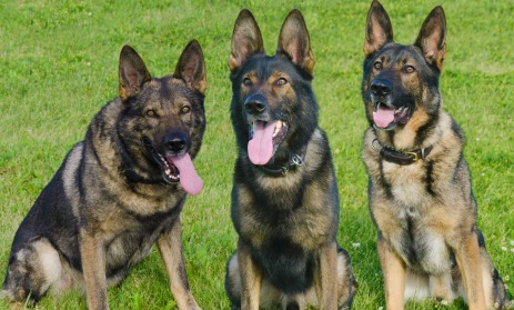 Chico, Edy and Miky, German Shepard Police Canines